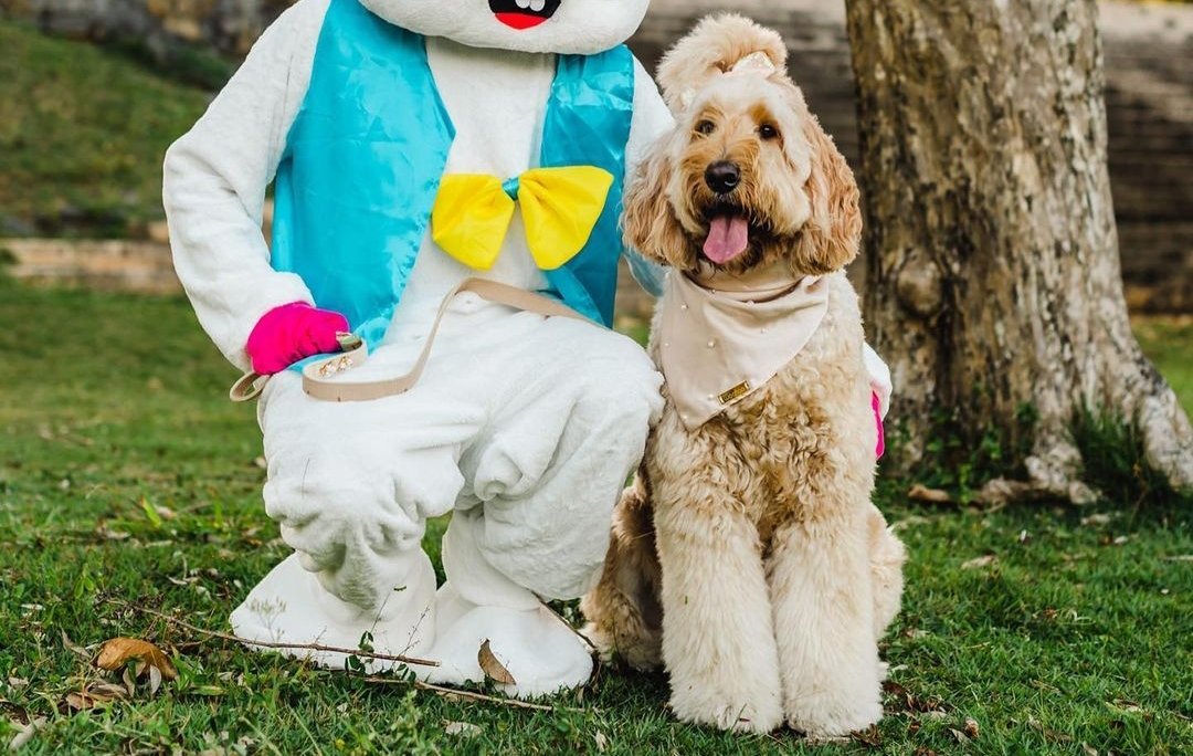 Can Goldendoodles Eat Feta Cheese