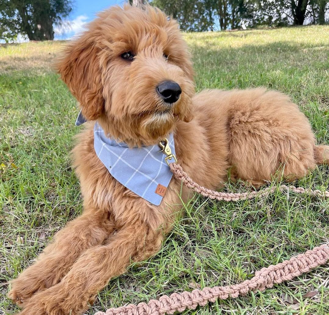 Can Goldendoodles Eat Cheetos