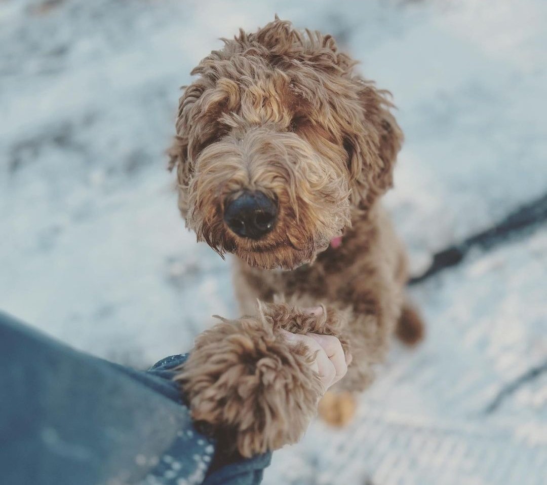 Is My Goldendoodle Too Skinny