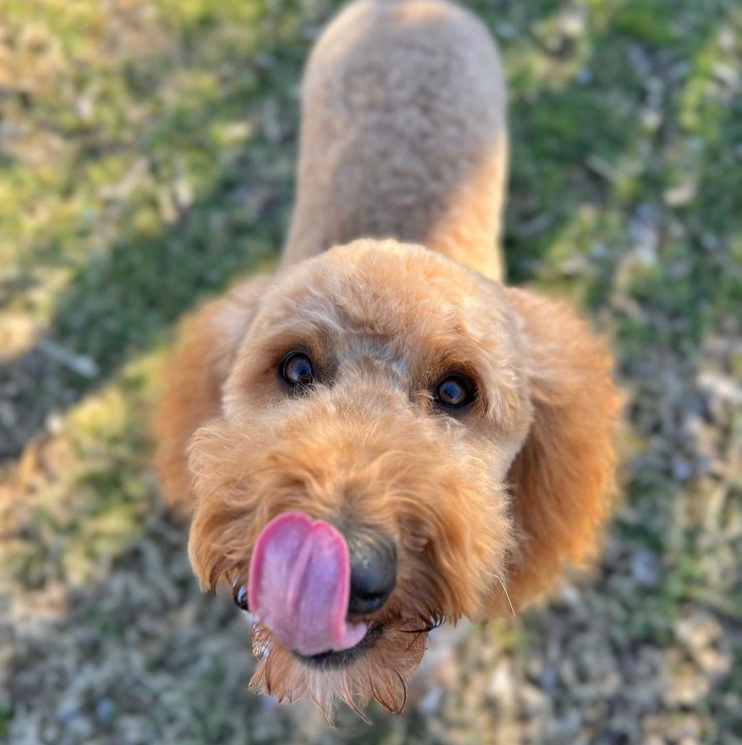 Can Goldendoodles Eat Oreos