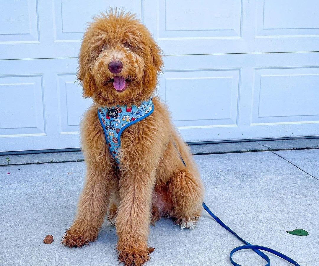 Can Goldendoodle Eat Chicken