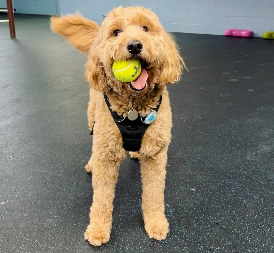 Can Goldendoodles Live In An Apartment