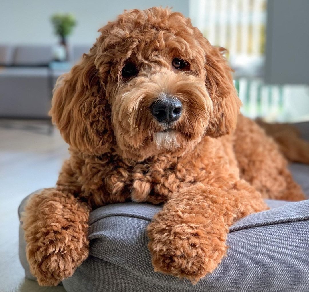 Can Goldendoodles Eat Bugs