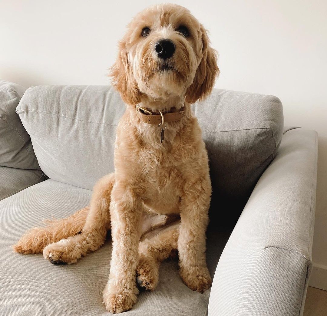 How High Can a Goldendoodle Jump