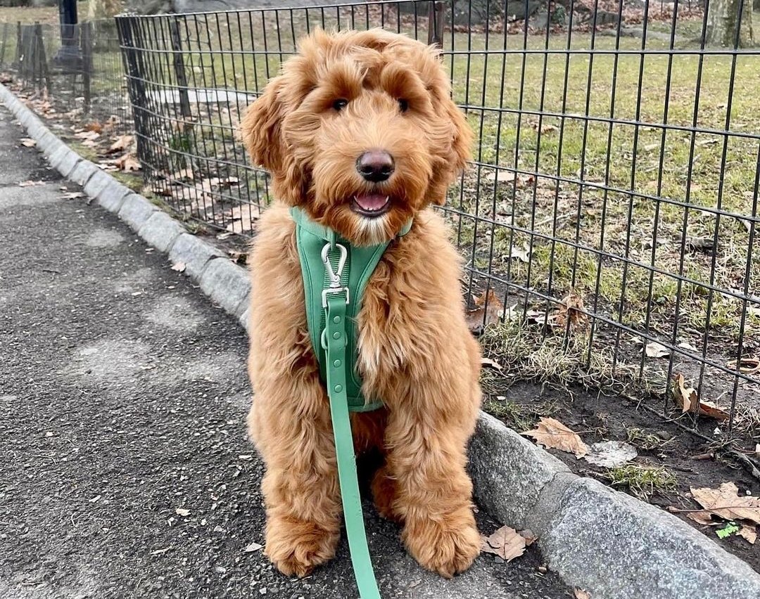 Why do goldendoodles dig