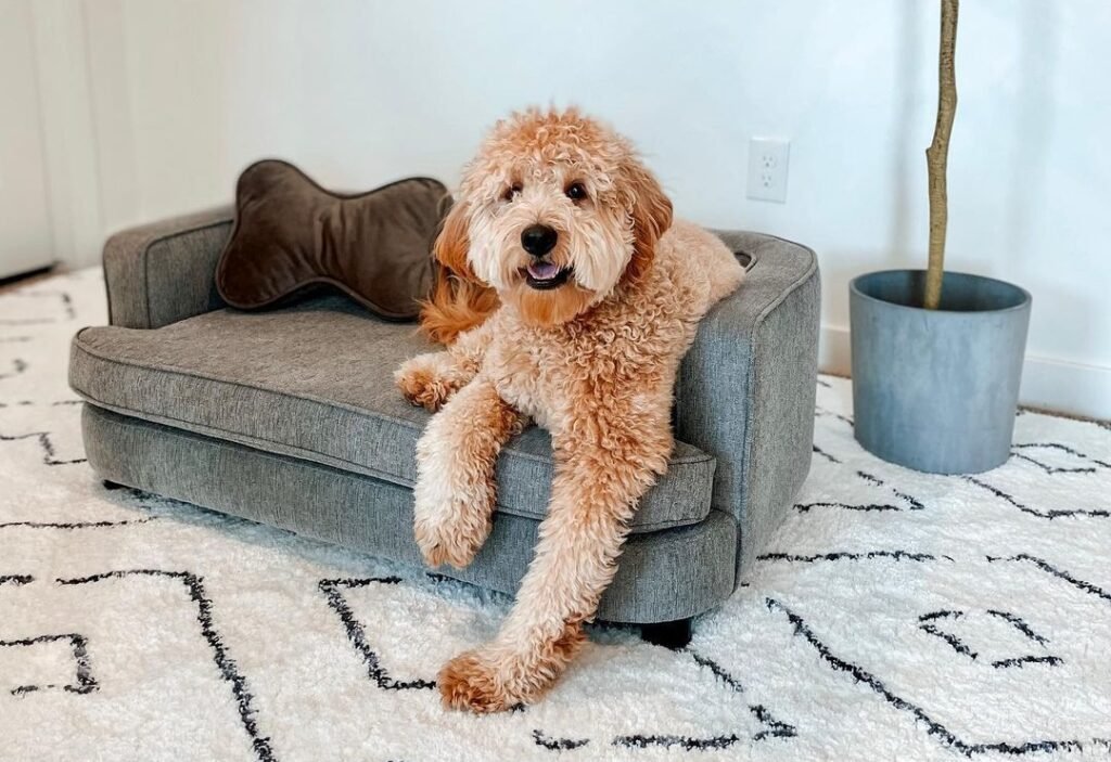 do-goldendoodles-have-whiskers-shocking-truth