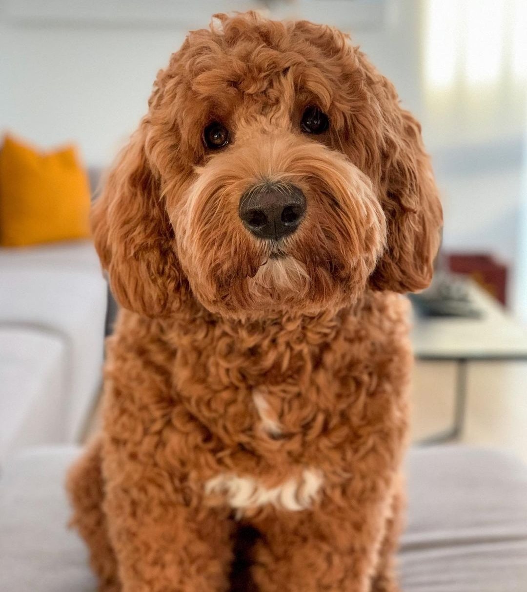 Can Goldendoodles Eat Blueberry Muffins