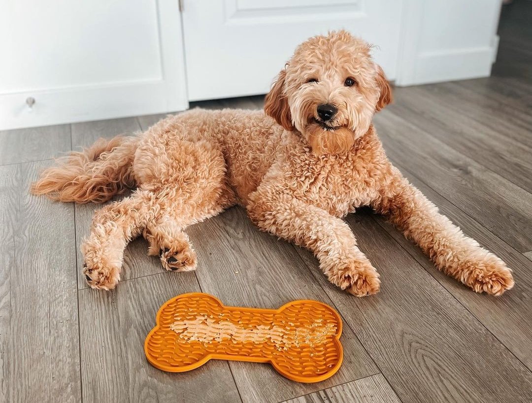 Can Goldendoodles Eat Raw Meat