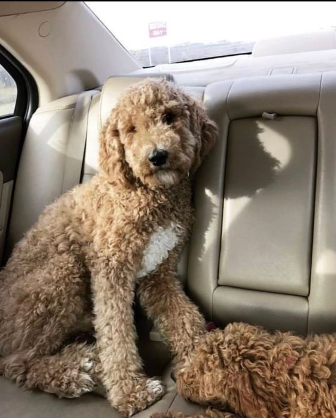 Can Goldendoodle Drink Milk