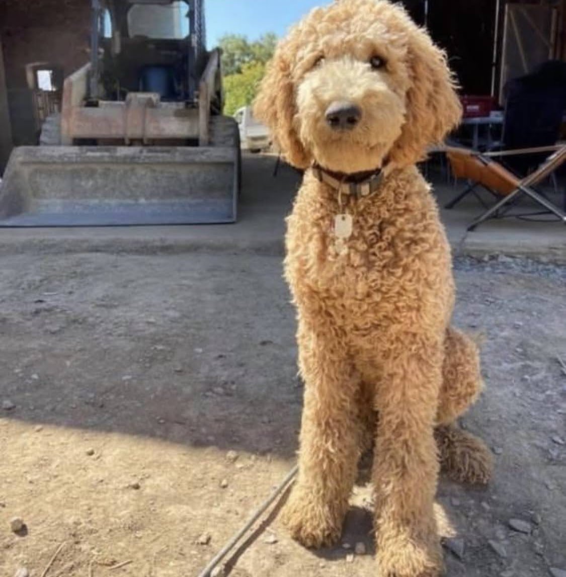 Goldendoodle Seizure