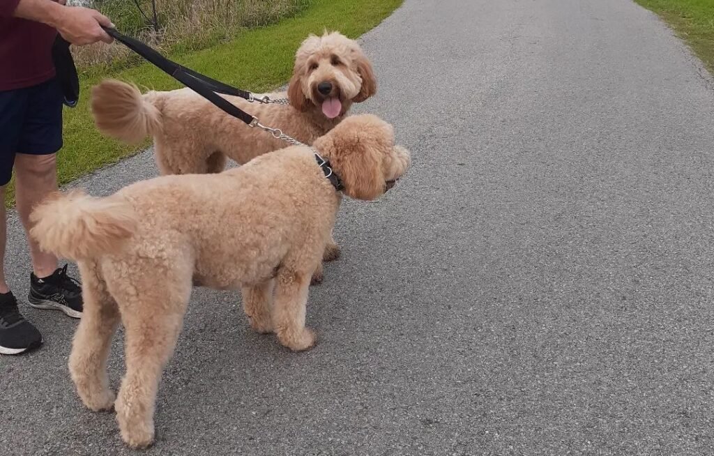 How Fast Can a Goldendoodle Run