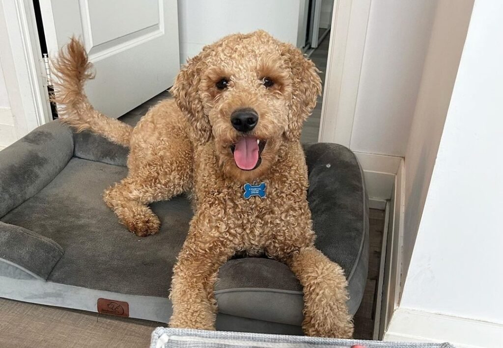 Can You Breed Two F1B Goldendoodles