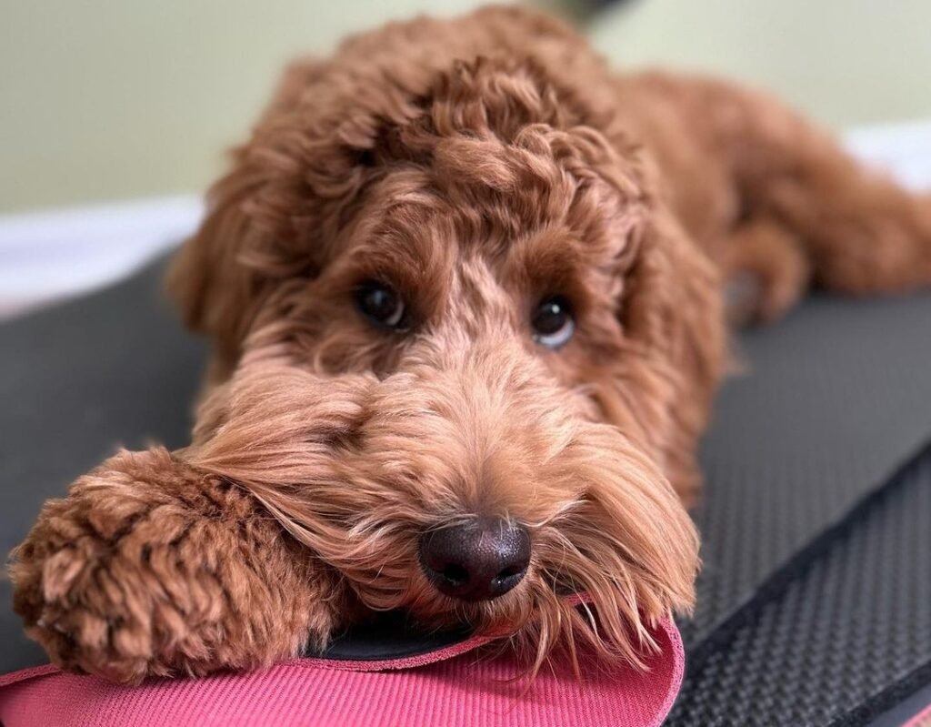 Will Two Male Goldendoodles Get Along