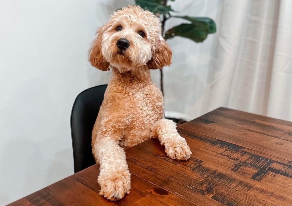 Goldendoodle vs Schnoodle 