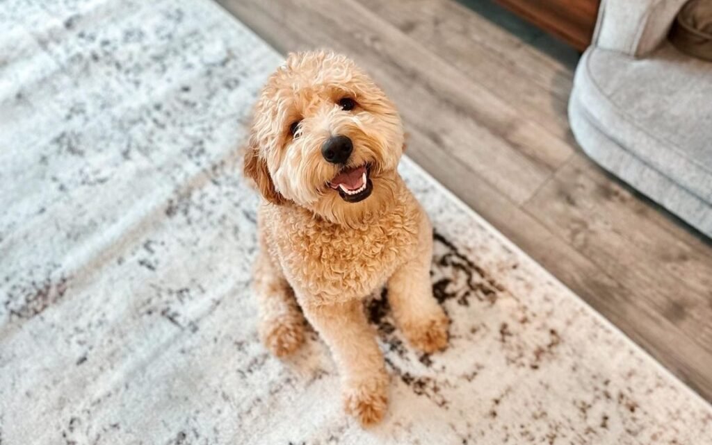 Goldendoodle Tail Docked