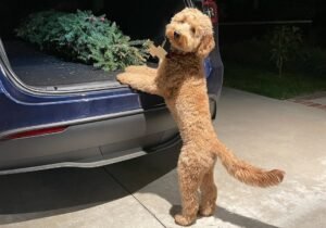 Goldendoodle vs German Shepherd