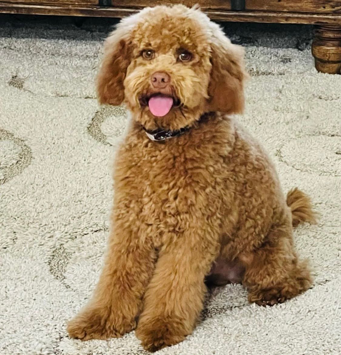 Can You Register A Goldendoodle?