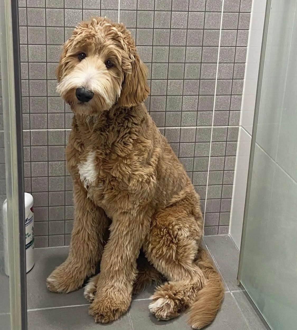 How Often Should You Brush A Goldendoodle Puppy? 