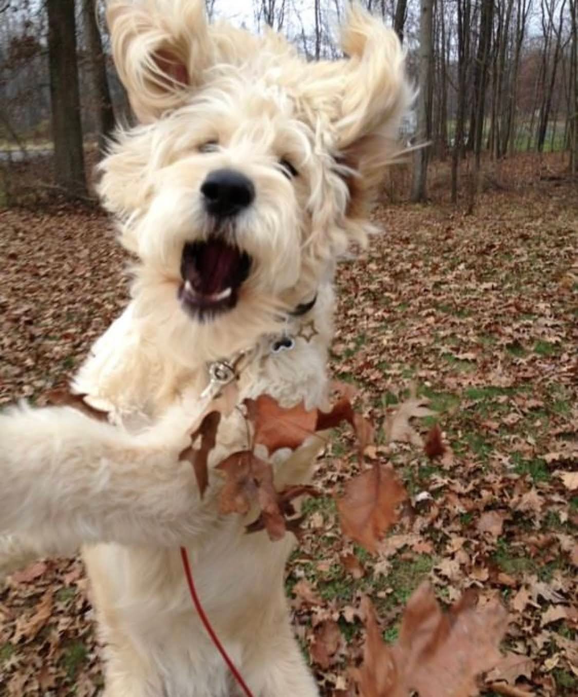 Why does my Goldendoodle Howl?