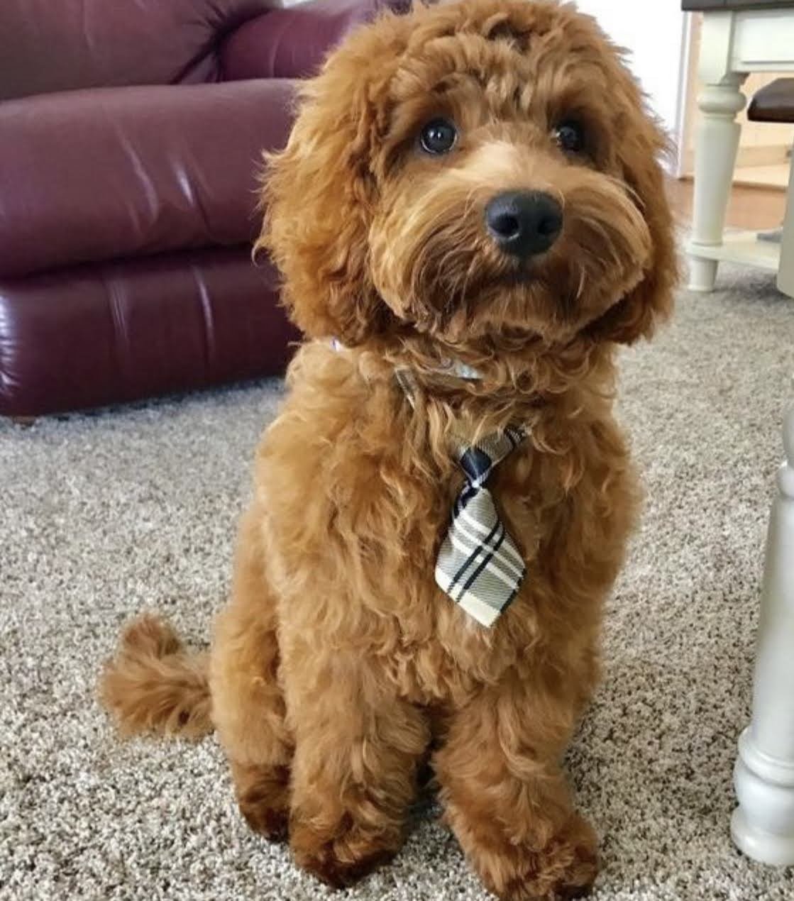 How To Clean Goldendoodle Ears?