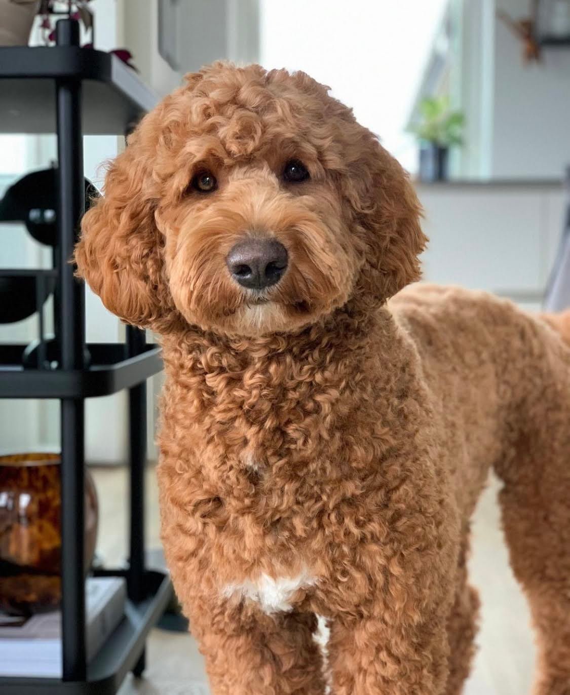 Can Goldendoodles Get Lice? 