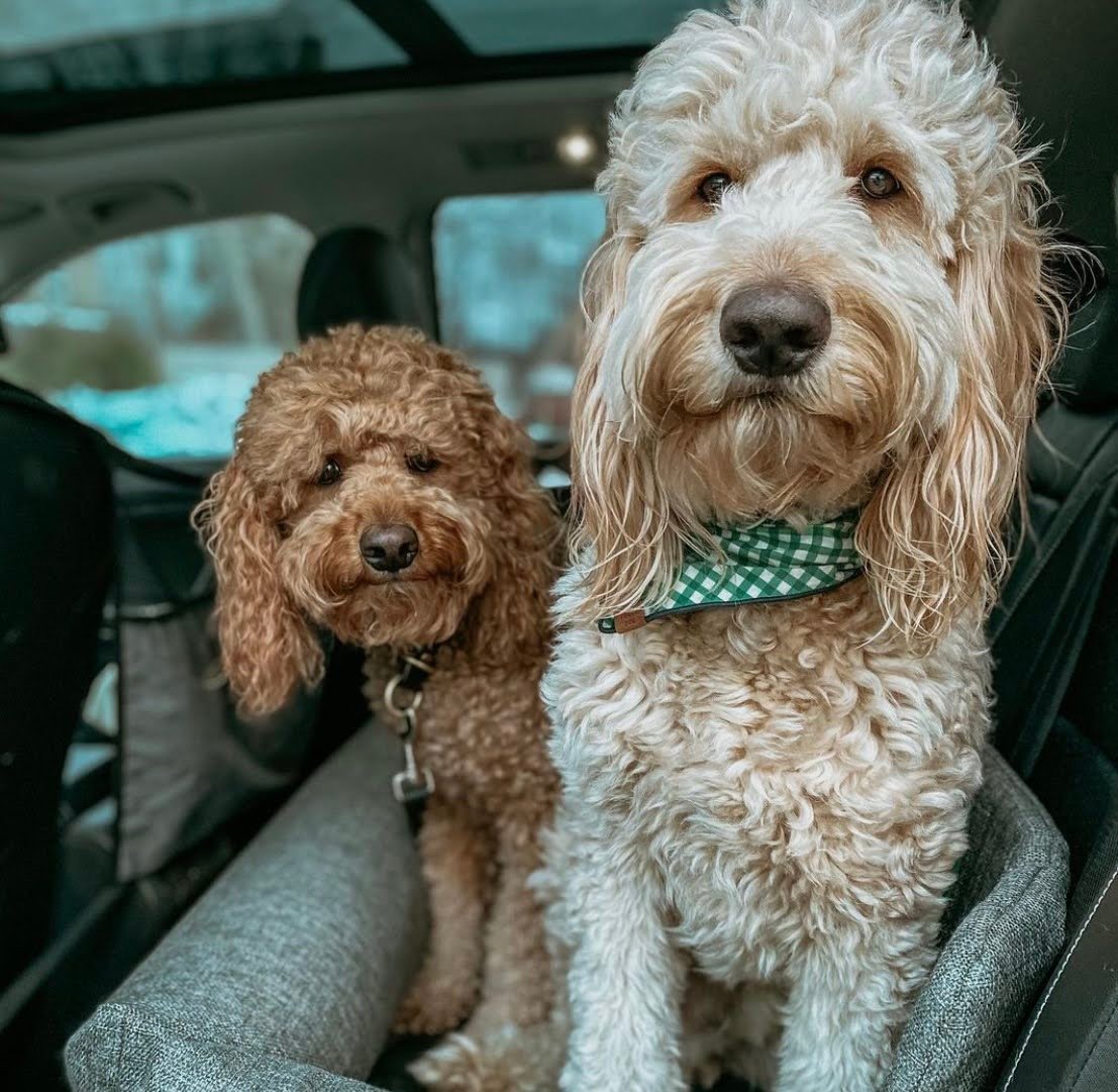 Goldendoodles With Underbite