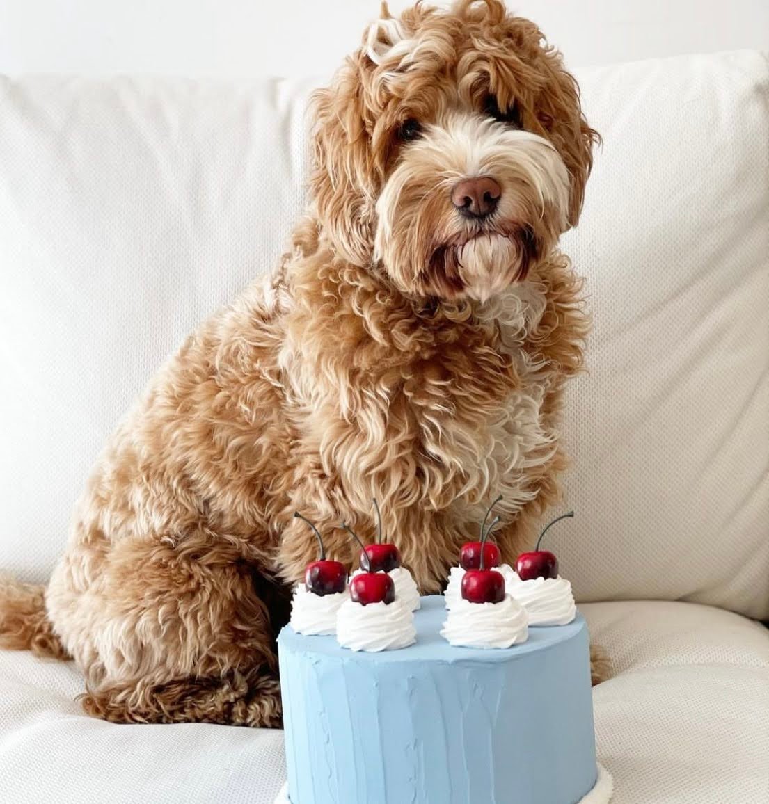 Can Goldendoodles Eat Cake?