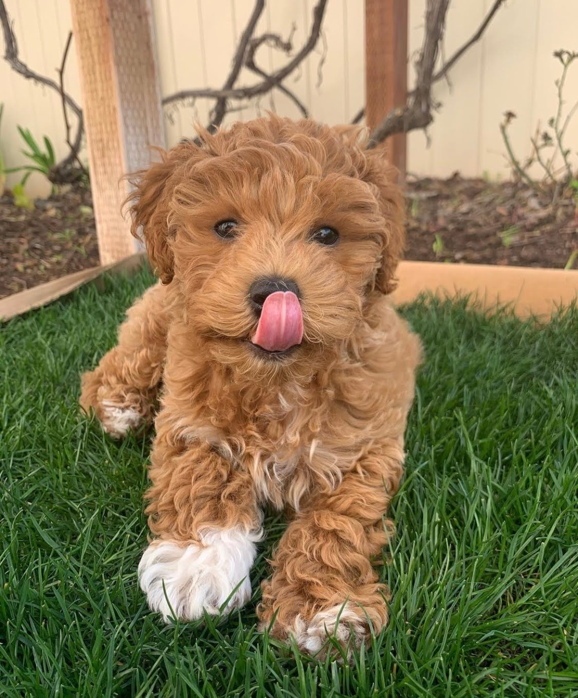 Why Does My Goldendoodle Lick His Paws