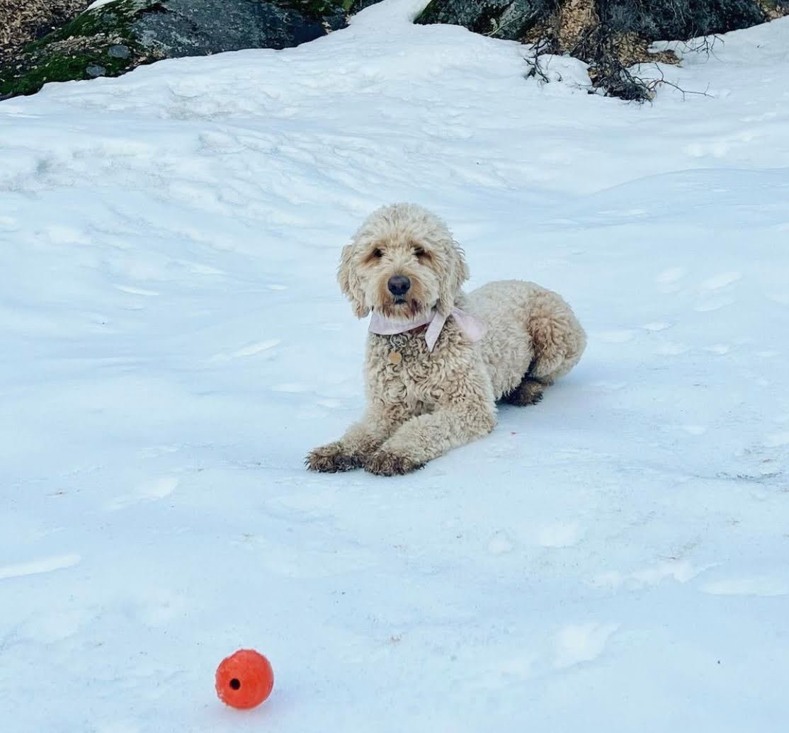 Do Goldendoodles Need Winter Coats