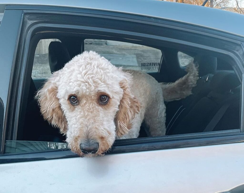 How Long Can Goldendoodles Hold Their Bladder