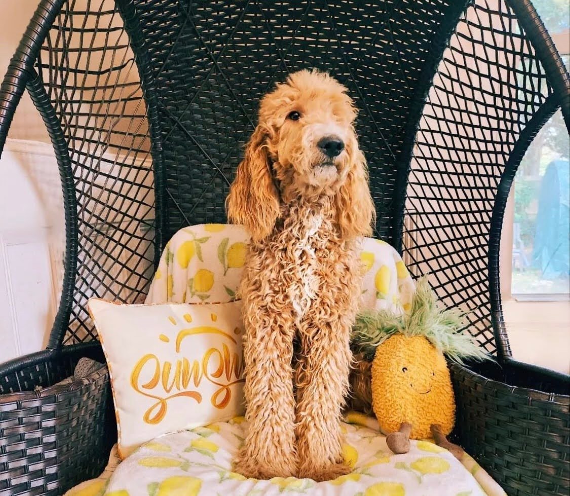 Whoodle vs Goldendoodle: