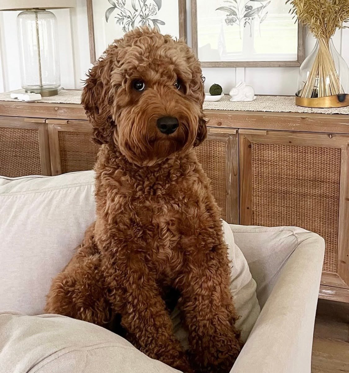 Can Goldendoodles Have Straight Hair?