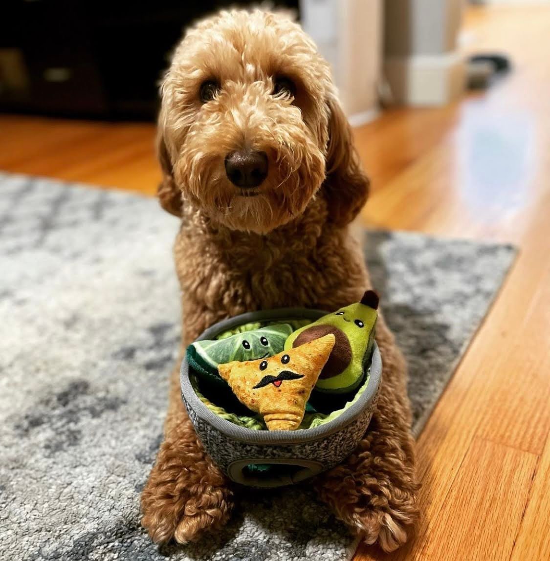 How to Trim a Goldendoodle's Face?