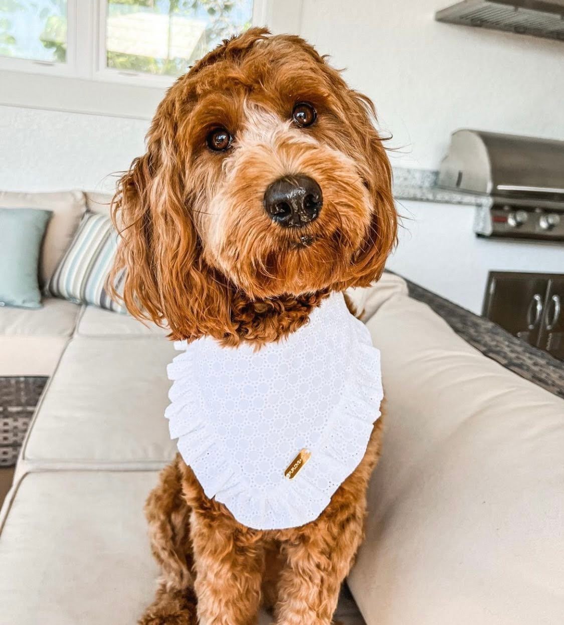 How Long Are Goldendoodles Pregnant: