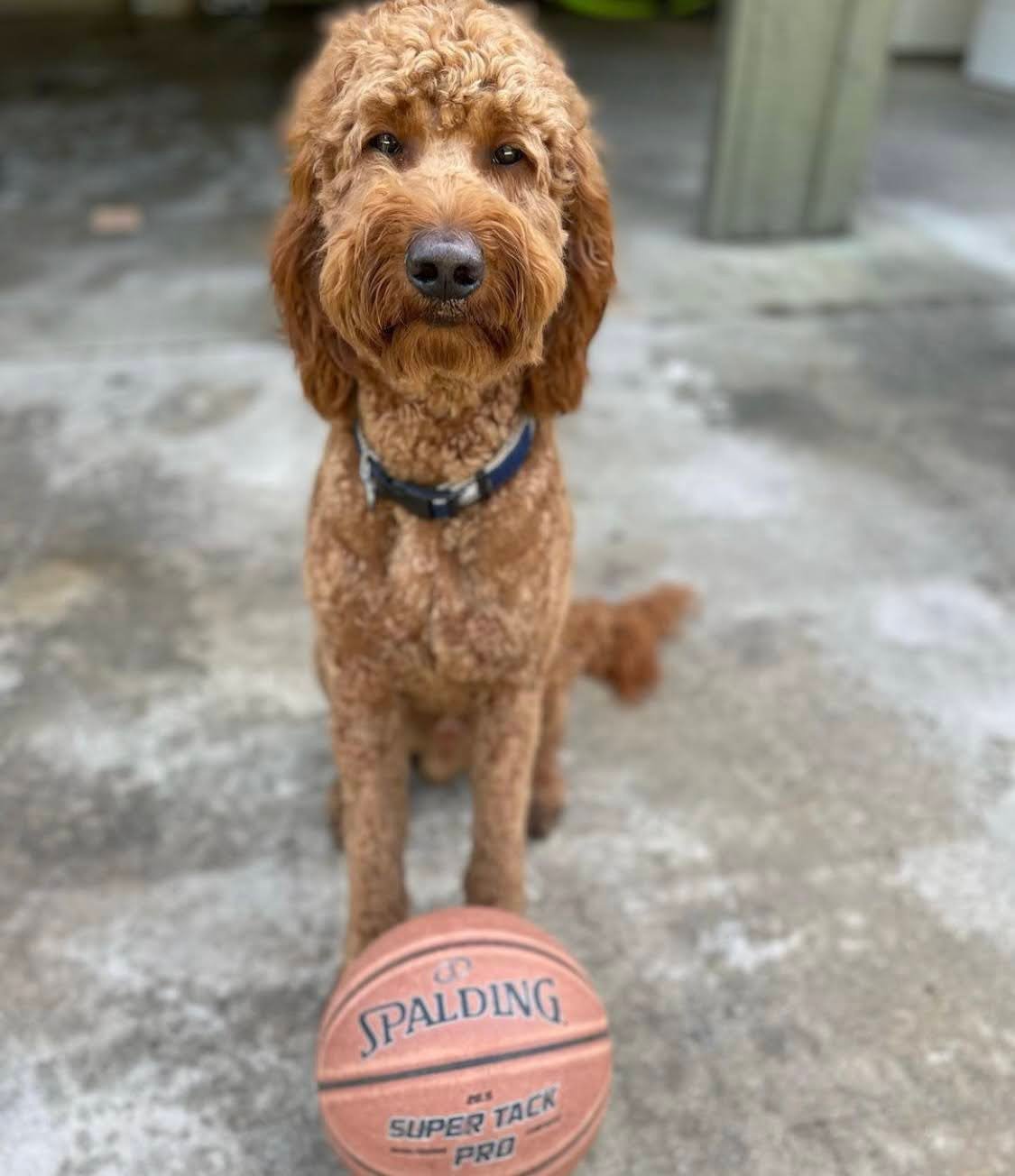 Are Goldendoodles Good Guard Dogs?