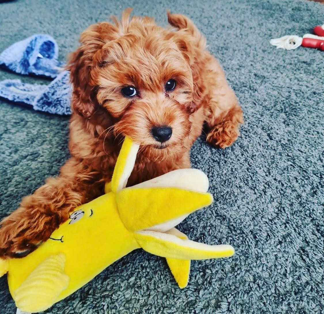 Can Goldendoodle Puppies Eat Bananas: