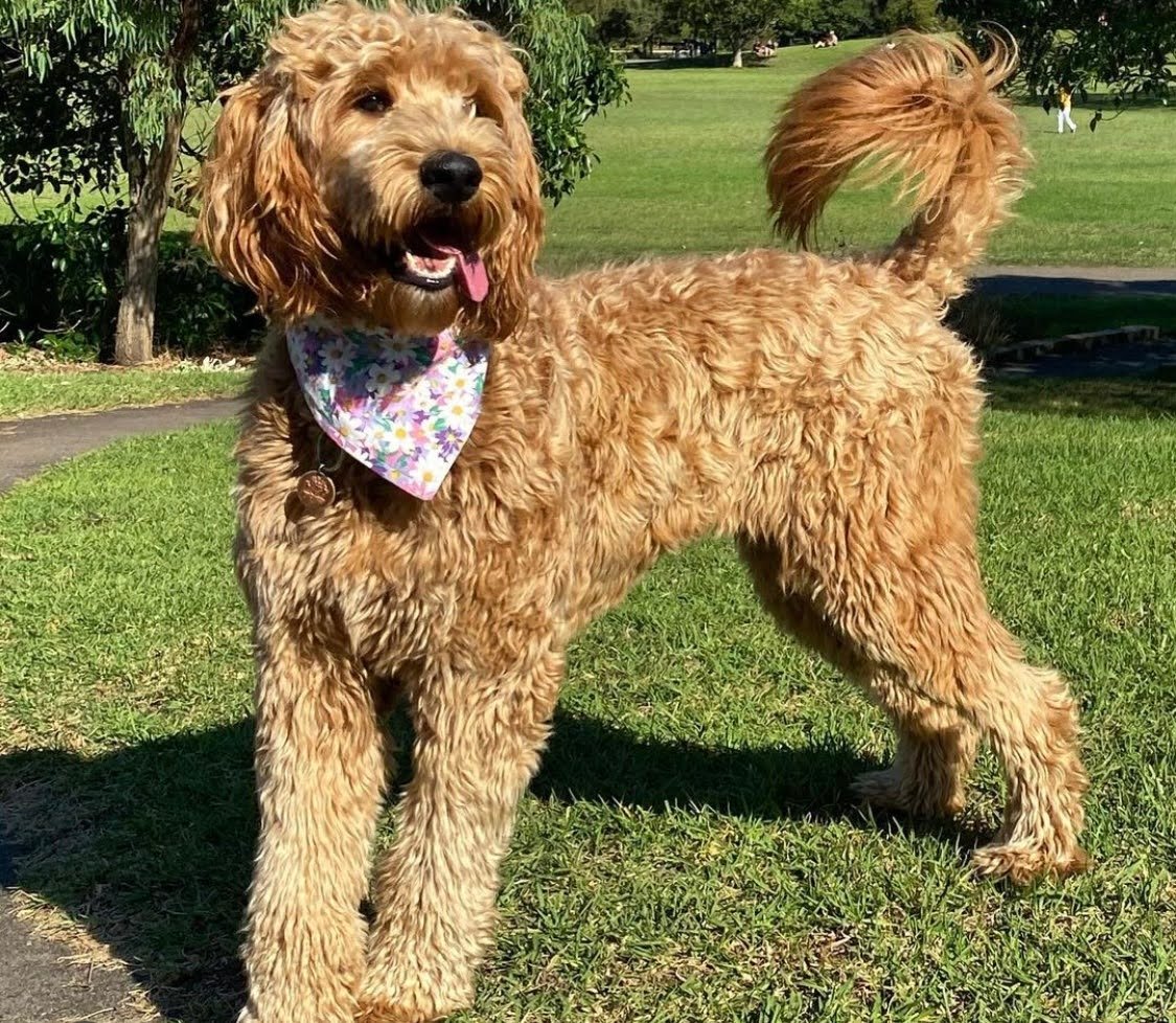 Apricot Goldendoodles