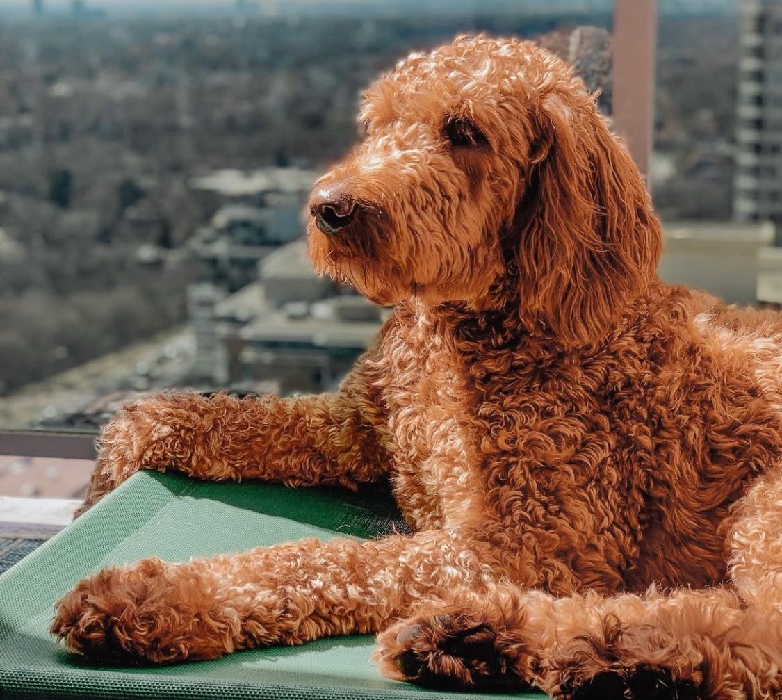 Can a Goldendoodle Make a Great Therapy Dog