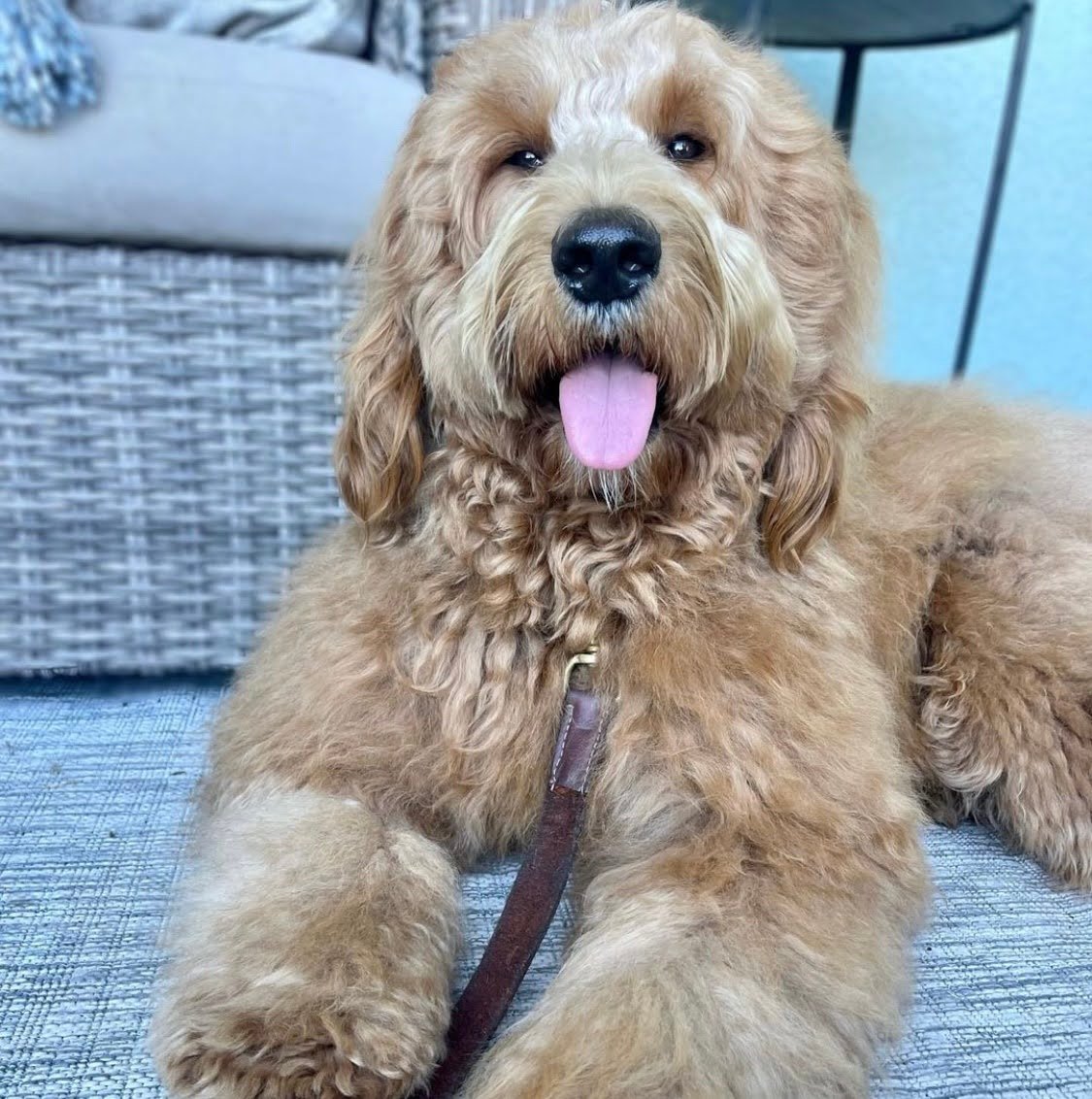 Do Goldendoodles Chew Furniture?