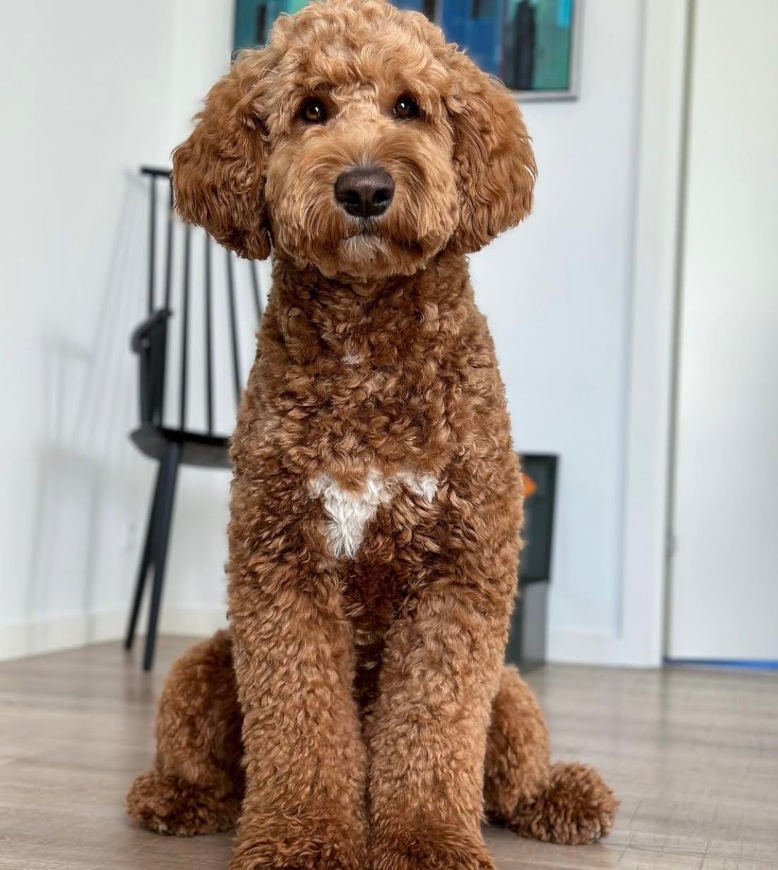 Why Do Goldendoodles Hug?