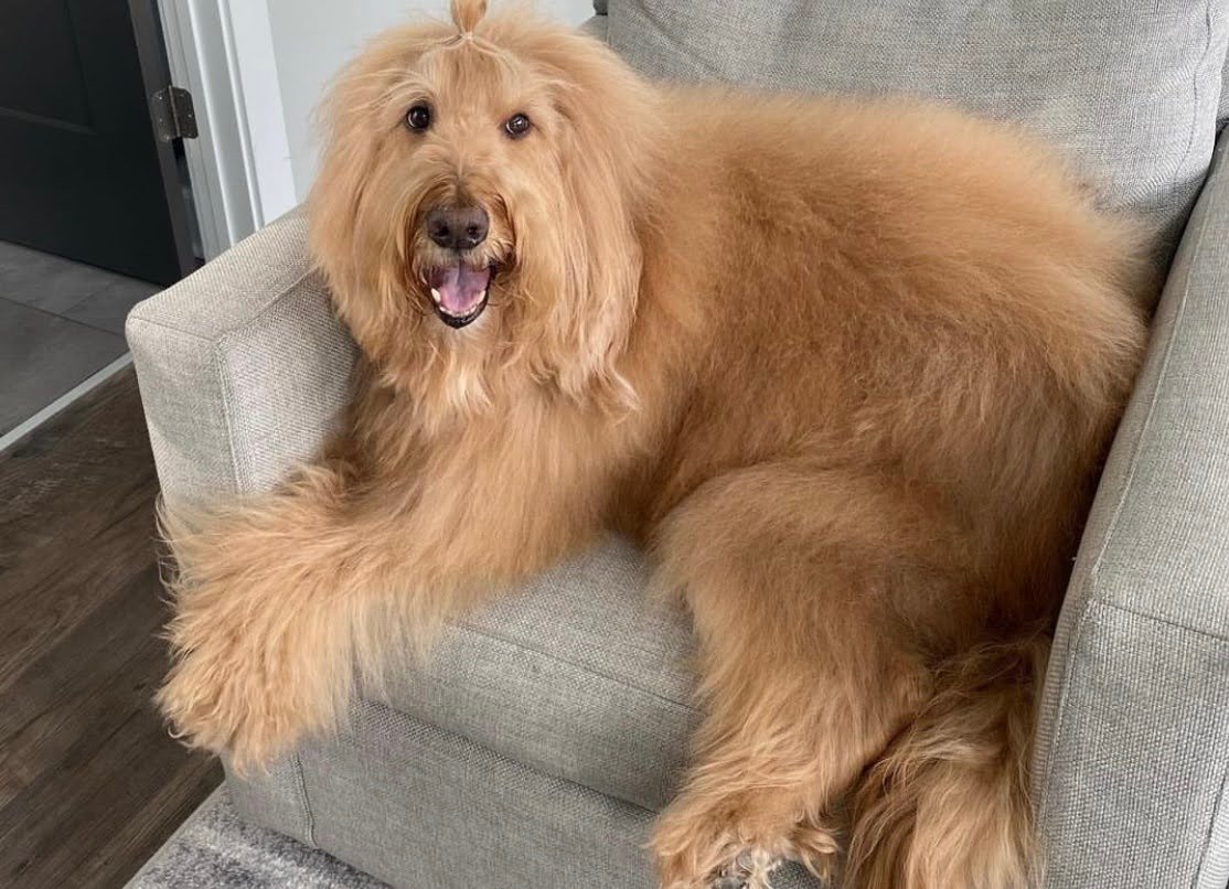 Why Does My Goldendoodle Bark At Other Dogs?