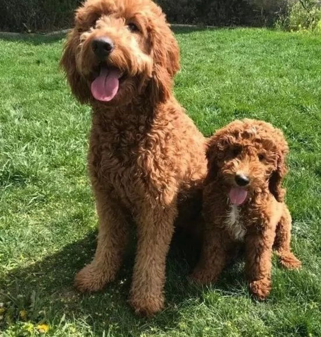 When Do Goldendoodles Stop Teething?