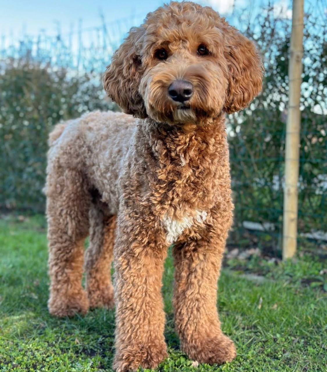 Can a Goldendoodle Be a Show Dog?