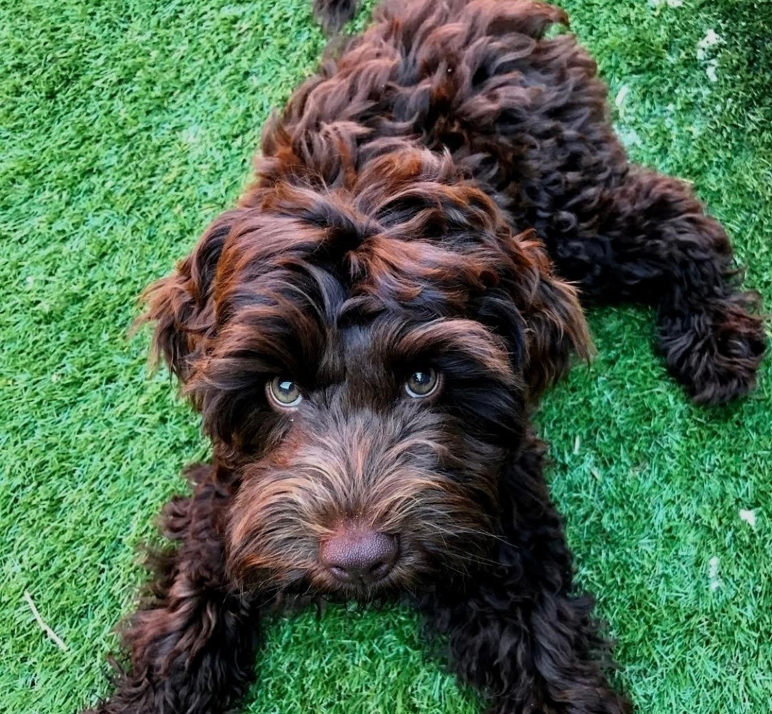 Do Goldendoodles Like to Play Fetch?