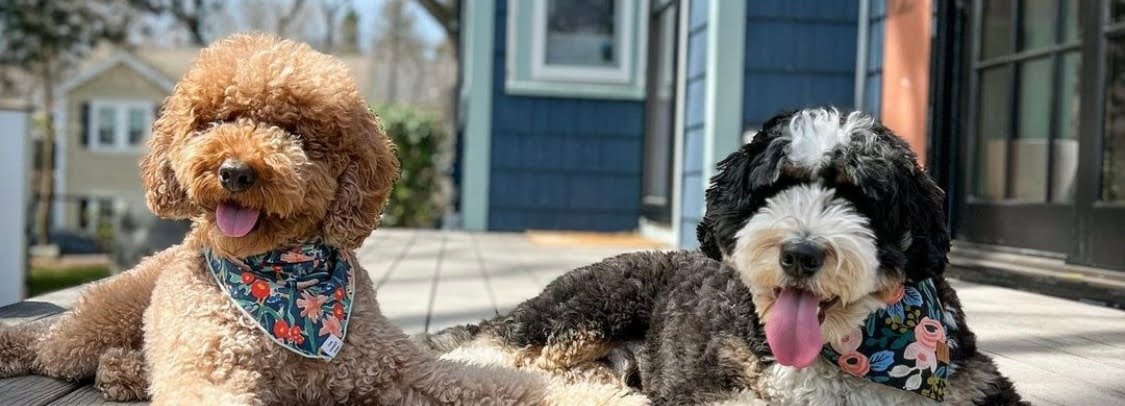 Can You Use A FURMinator on A Goldendoodle?