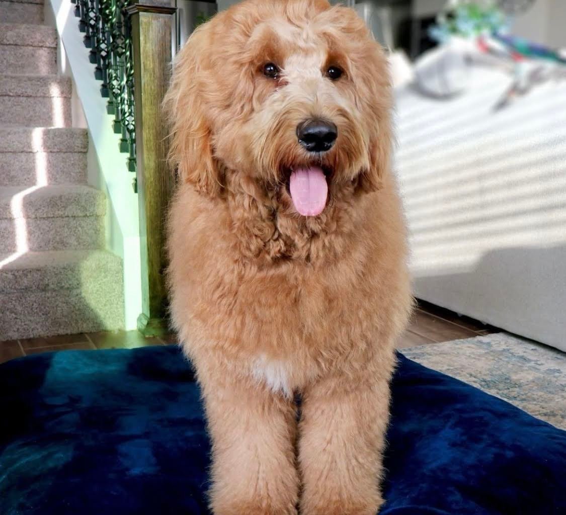 When Do Goldendoodle Puppies Stop Growing? 