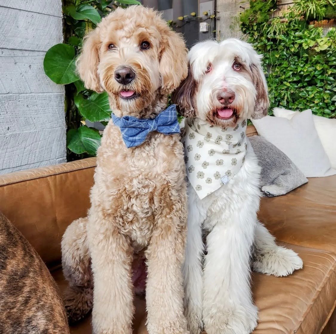 Male vs. Female Goldendoodles