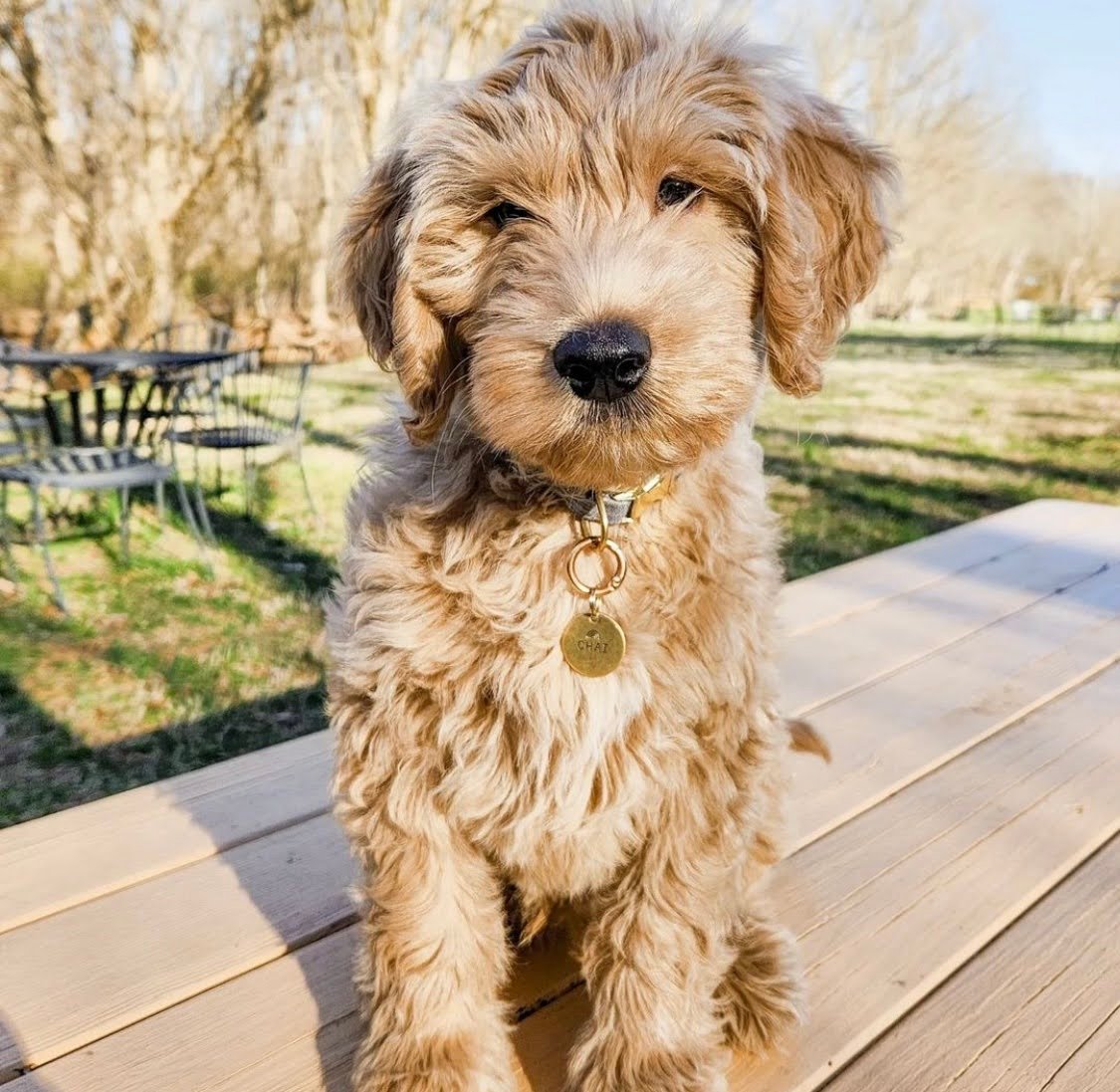 Can a Goldendoodle Be Black and White?