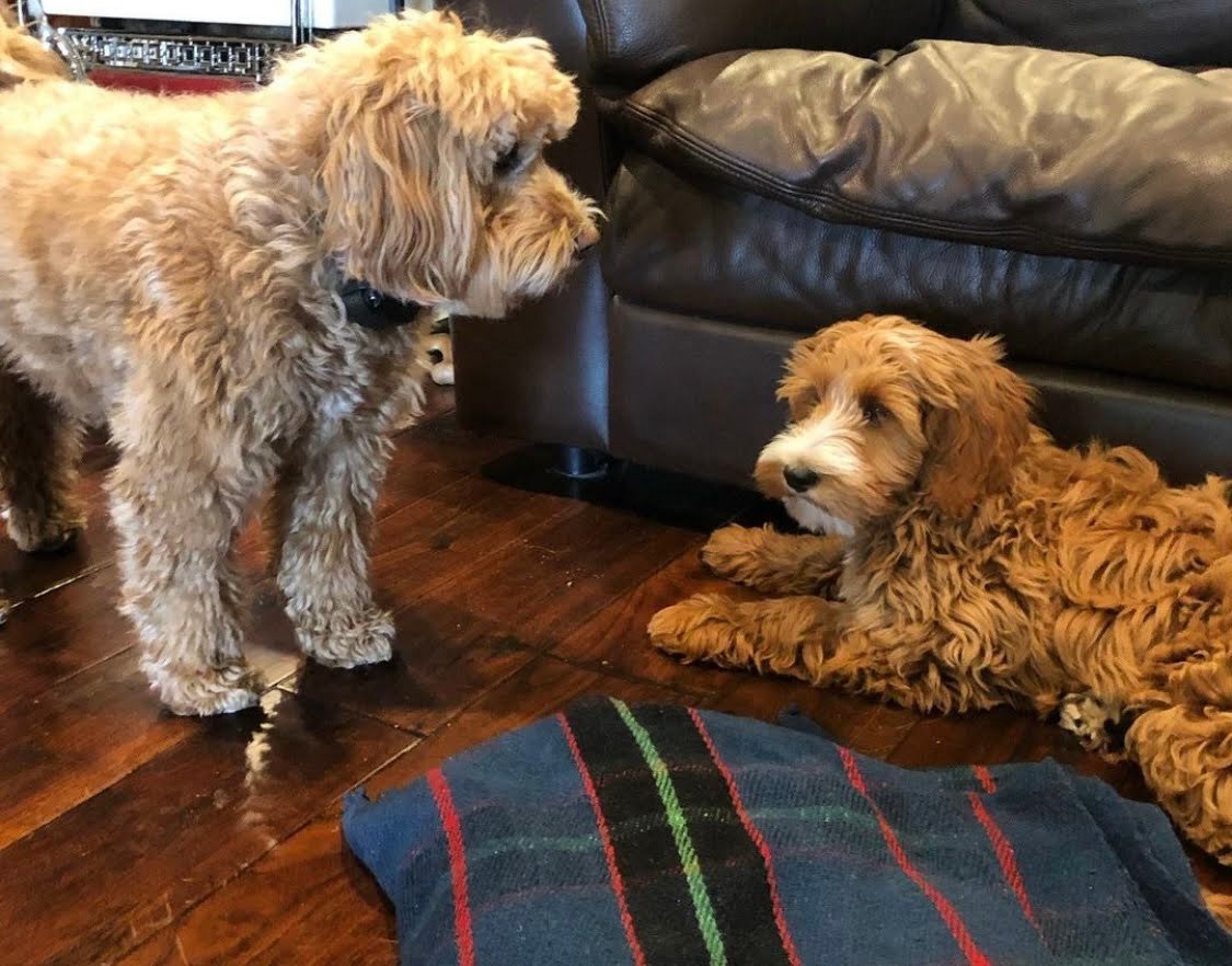 What Is an Australian Goldendoodle?