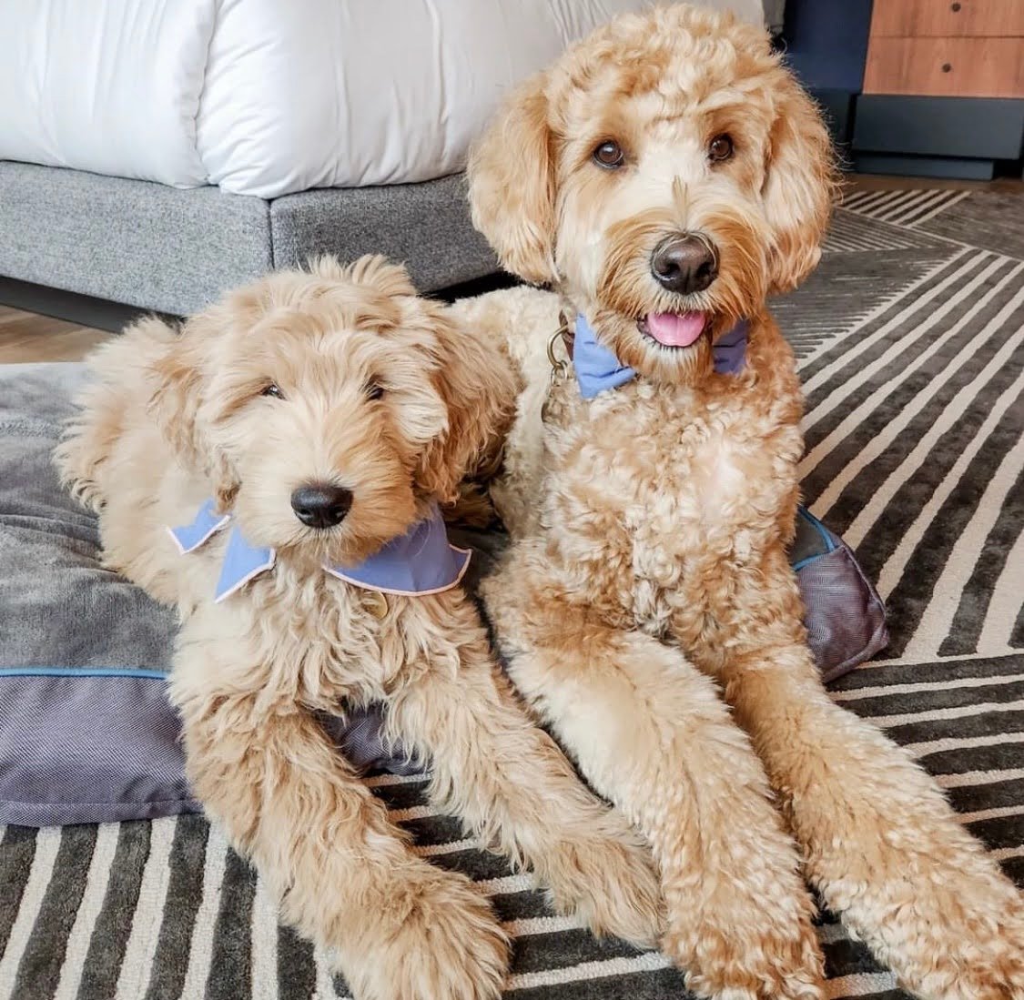 Aussiedoodle vs. Goldendoodle: